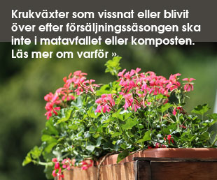 Läs mer om var du ska kasta gamla krukväxter