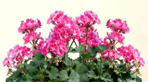 Behandlade pelargonplantor