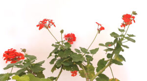 Obehandlade pelargonerr